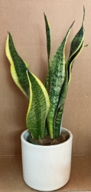Dracaena Trifasciata ‘Mother in Laws Tongue’ , ‘Snake Plant’