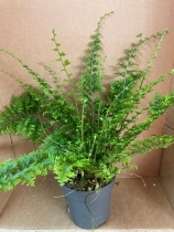 Nephrolepis Fern ‘sword fern’