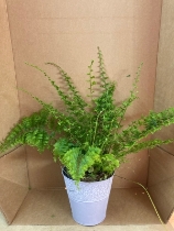 Nephrolepis Fern ‘sword fern’