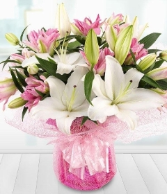 Pink and White Lilies